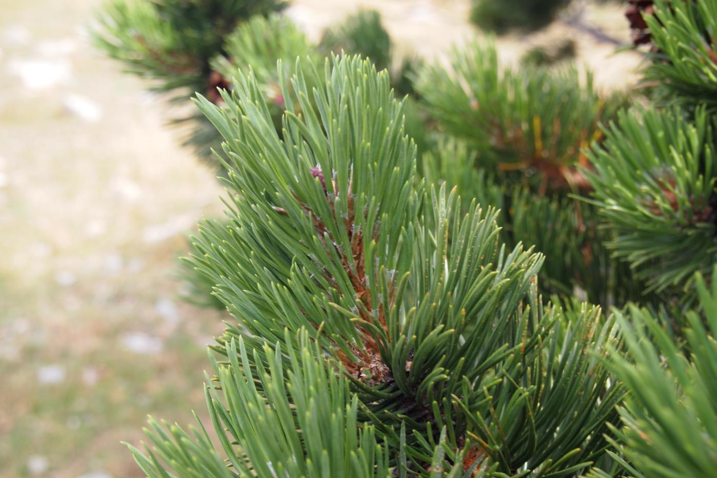 Pine, Mountain leaf